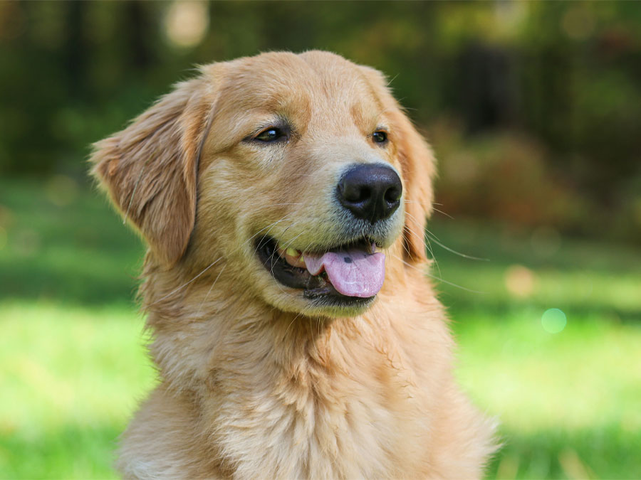 Golden retriever with an open mouth