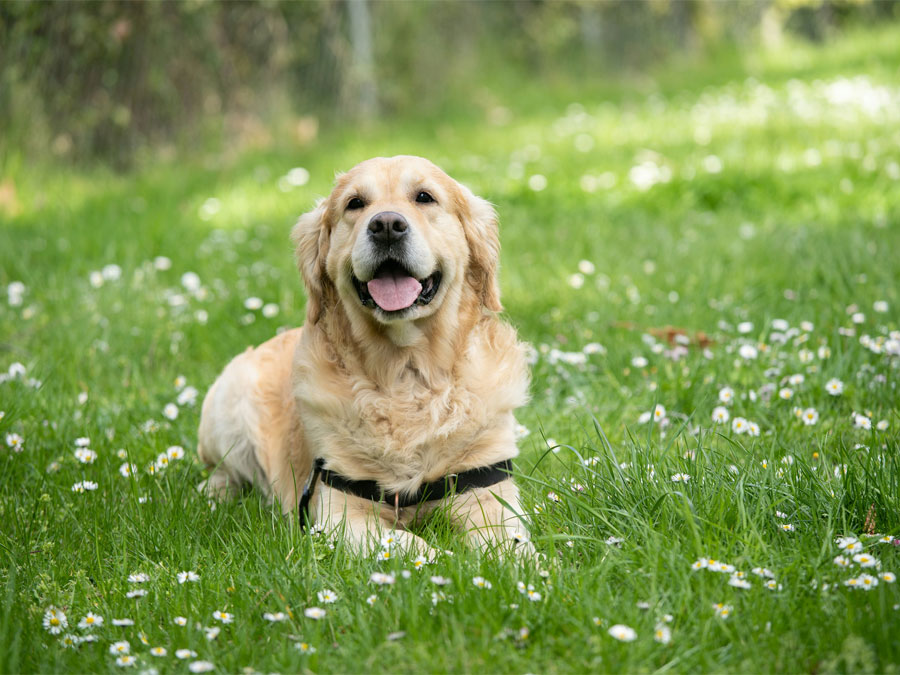 Golden retriever lying in grass.