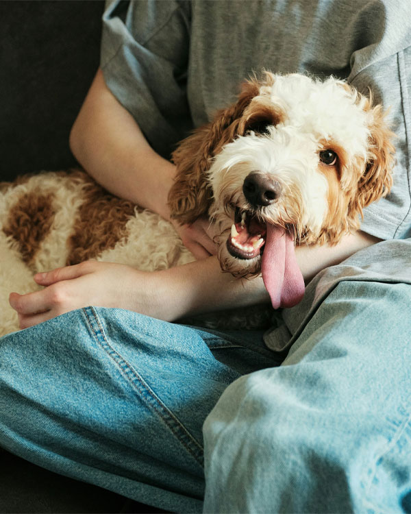 Happy dog sticks out tongue
