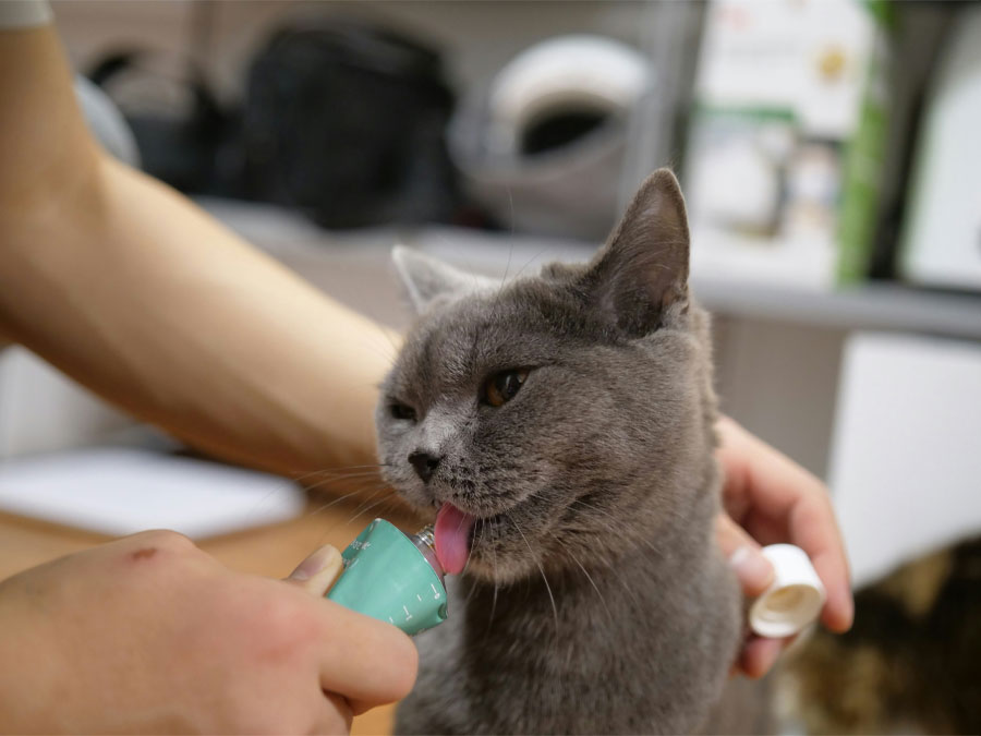 Gray cat licking flavored medicine.