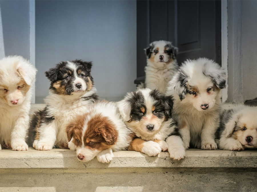 Puppies relaxing on concrete porch