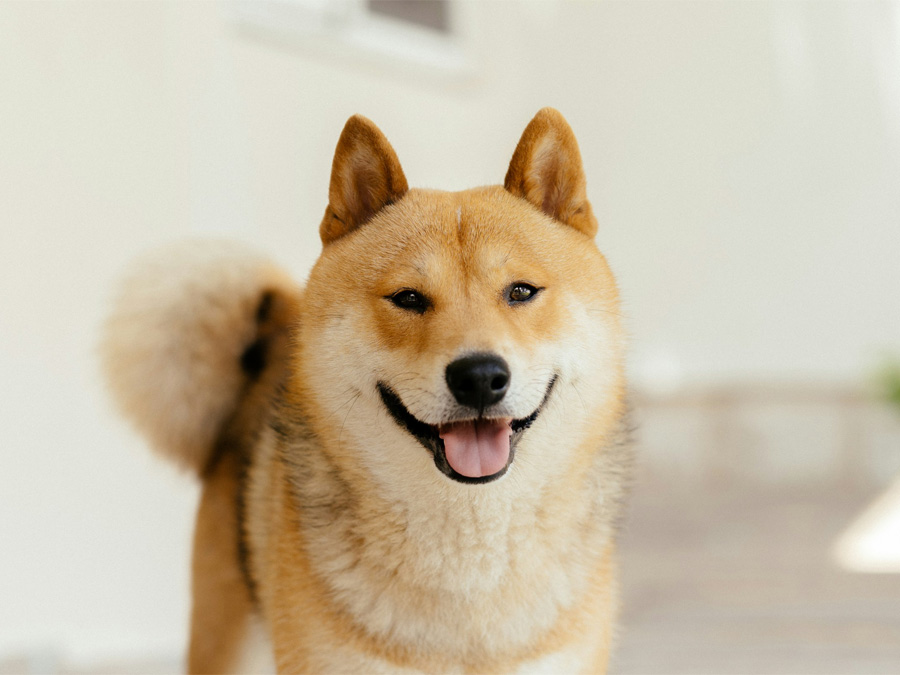 Cute Shiba Inu looking forward