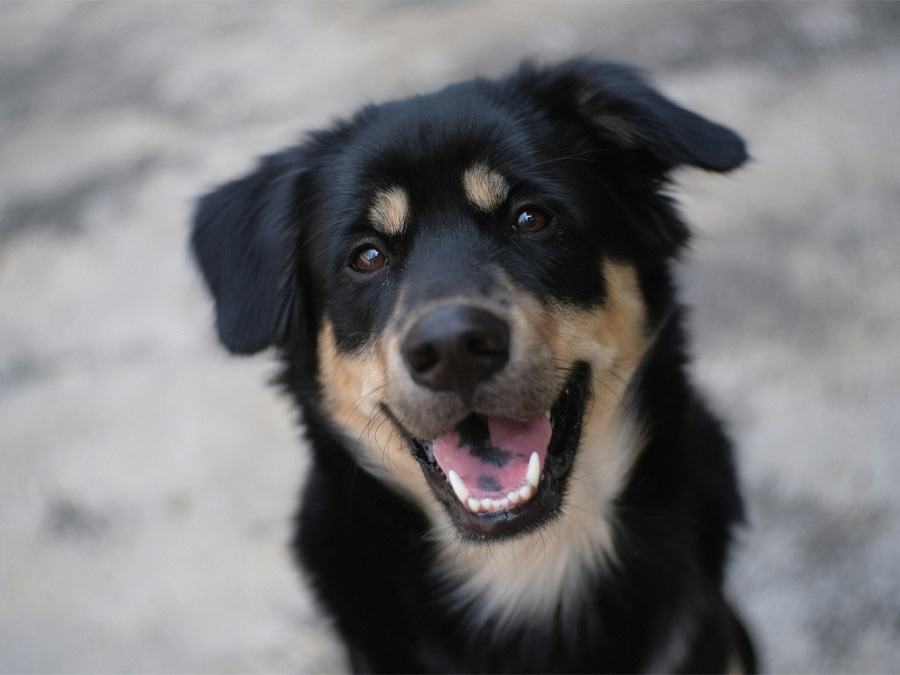 Happy dog smiling at camera