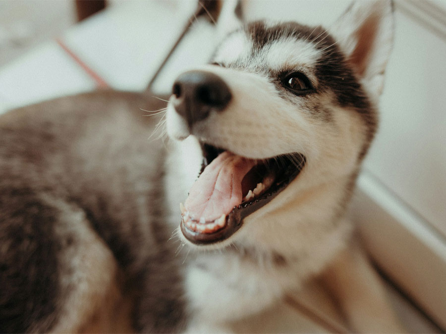 Close-up of a playful husky