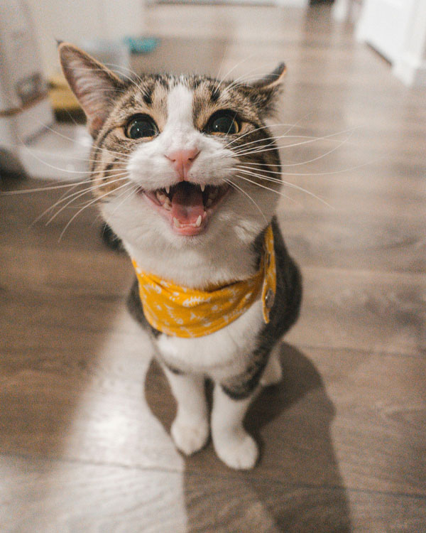 Happy tabby cat with bandana.