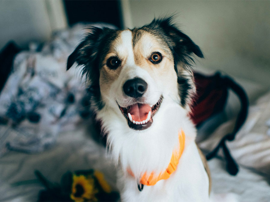 Happy dog with orange collar