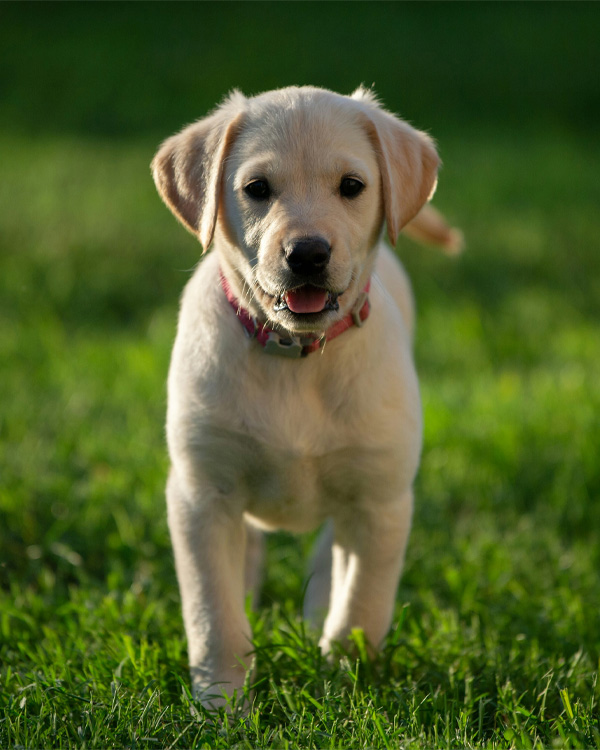 Puppy walking on green grass.
