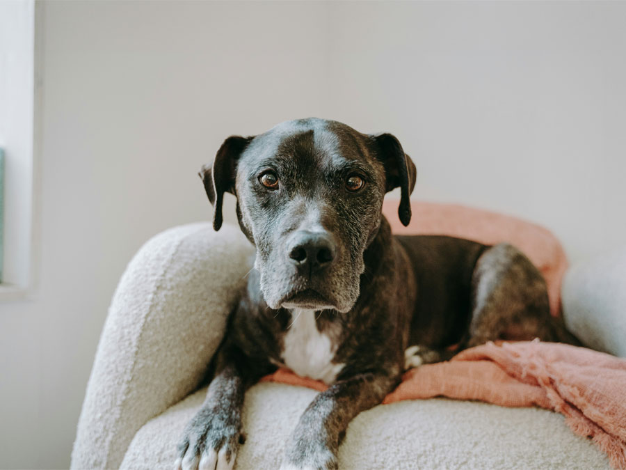 An Old dog looking at camera