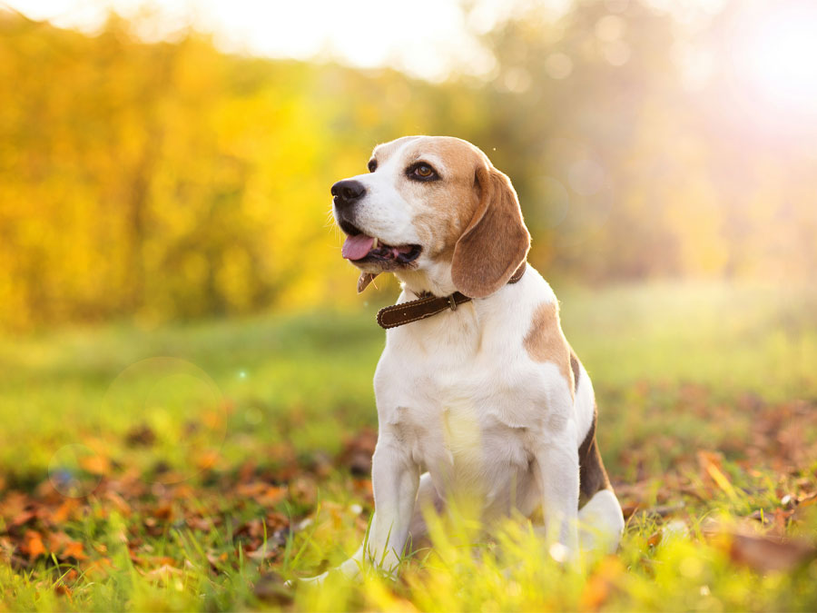 Beagle dog in autumn setting