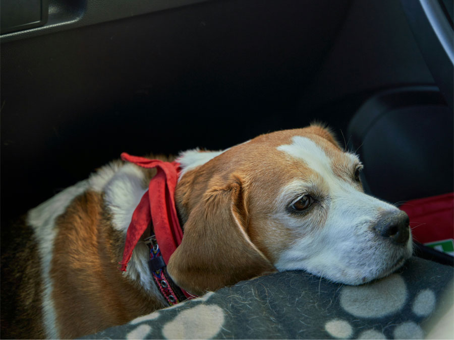 Old Dog in a car