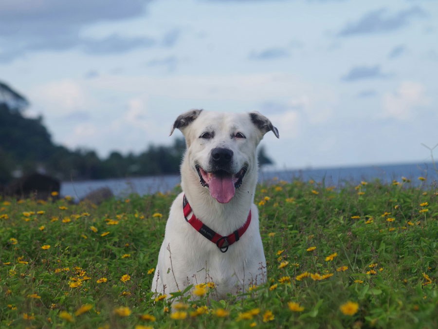 Dog sits in flower field.