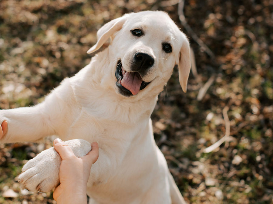 Smiling labrador puppy gives paw to person