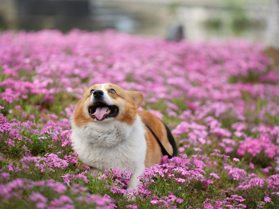 Small Dog on a flower field.