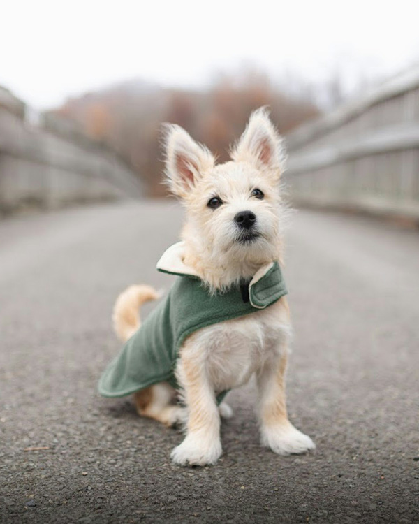 Cute dog wearing green coat