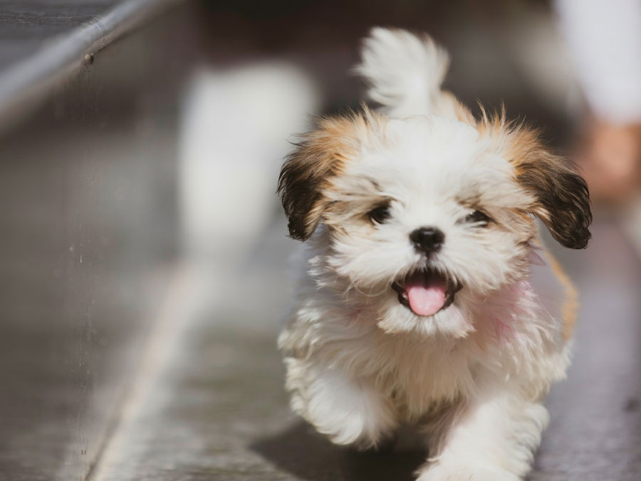 Shih Tzu puppy running towards camera.