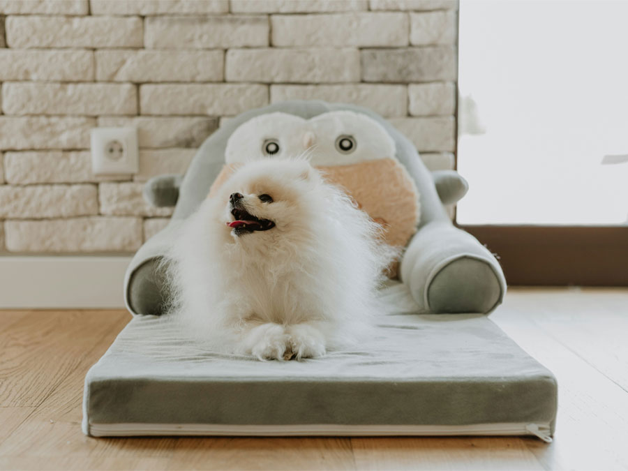 Small white dog on a bed.
