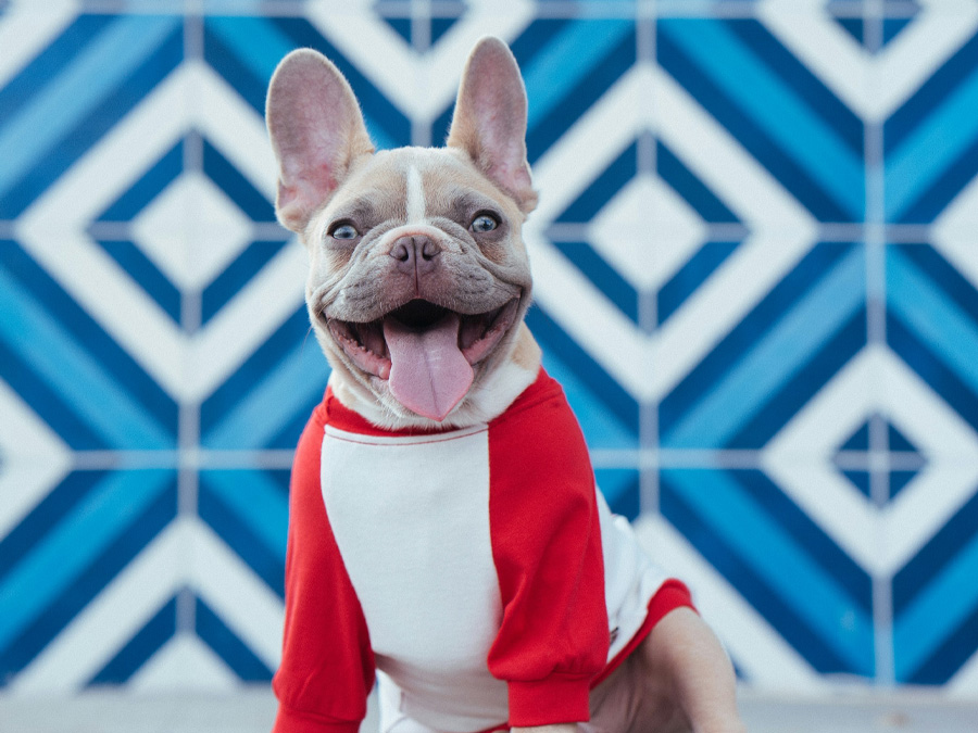 Wellness Care Smiling bulldog with blue background.