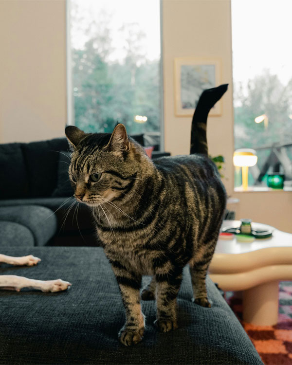 Tabby cat standing on couch.