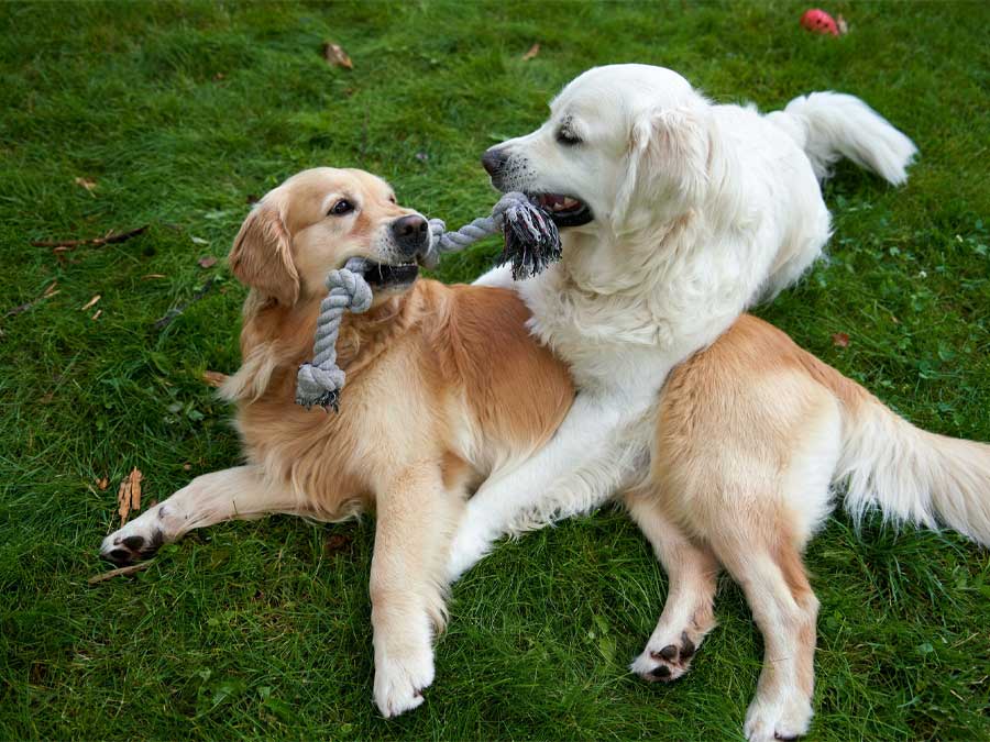 Dogs play tug-of-war with rope.