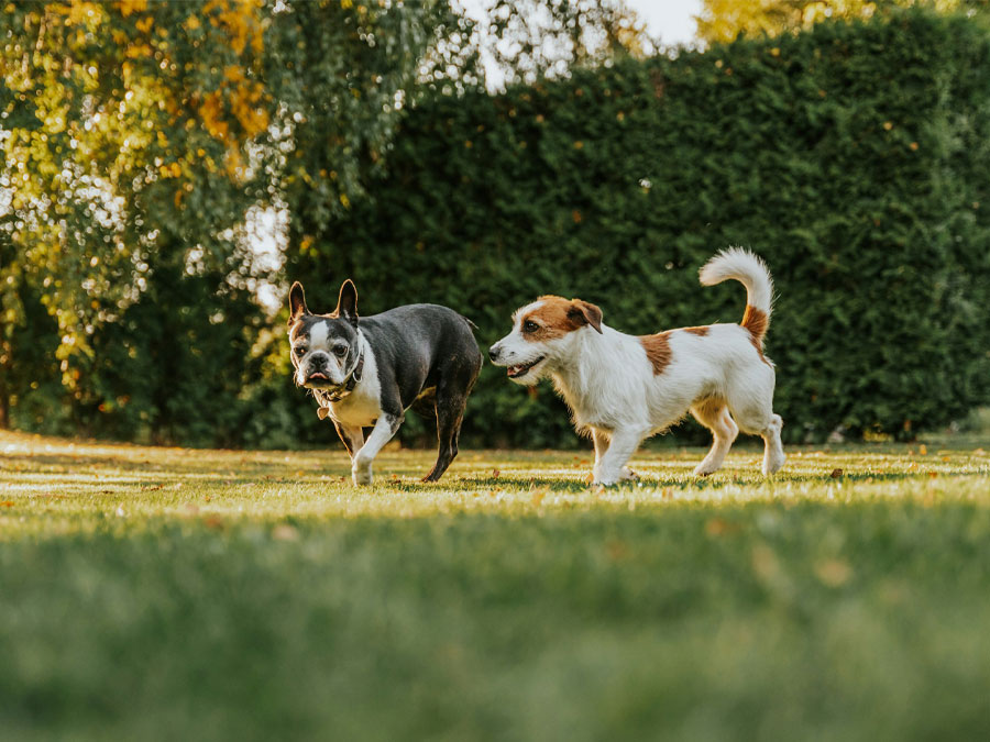 Dogs playing in grassy field