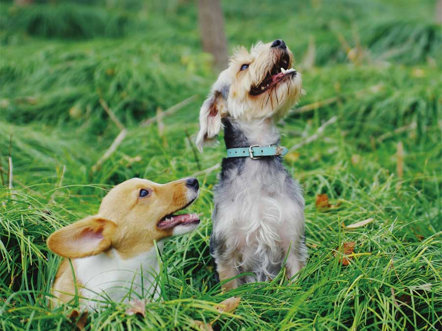 Two dogs sitting in green grass.