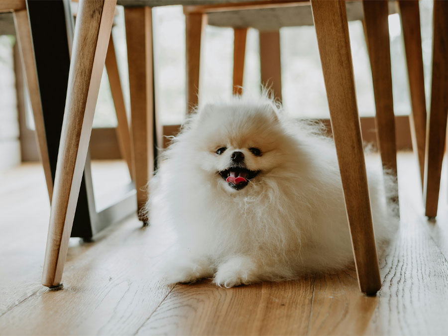 Pomeranian dog under wooden table.