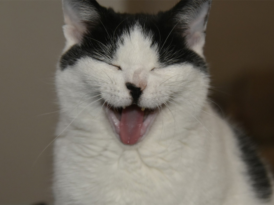 White and black cat yawning