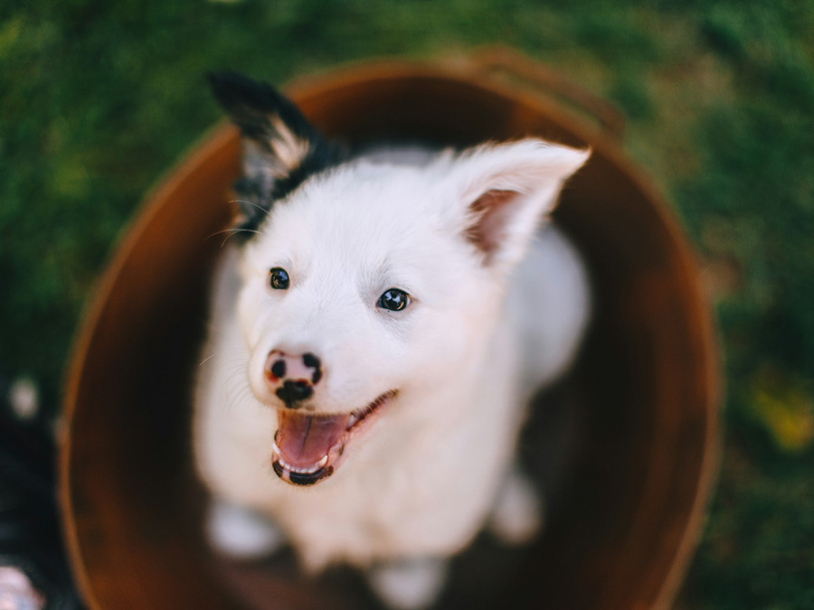Puppy in wooden bucket looks up