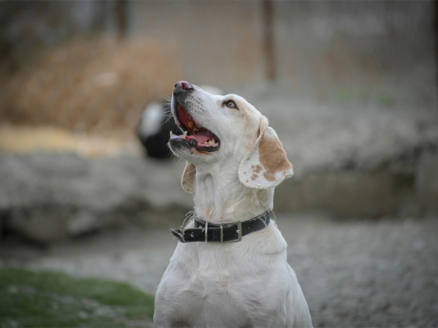 Dog looks up with open mouth