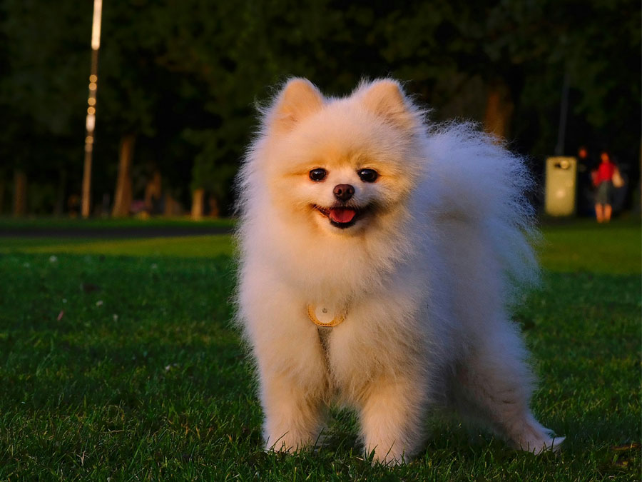 Fluffy Pomeranian dog on green grass.