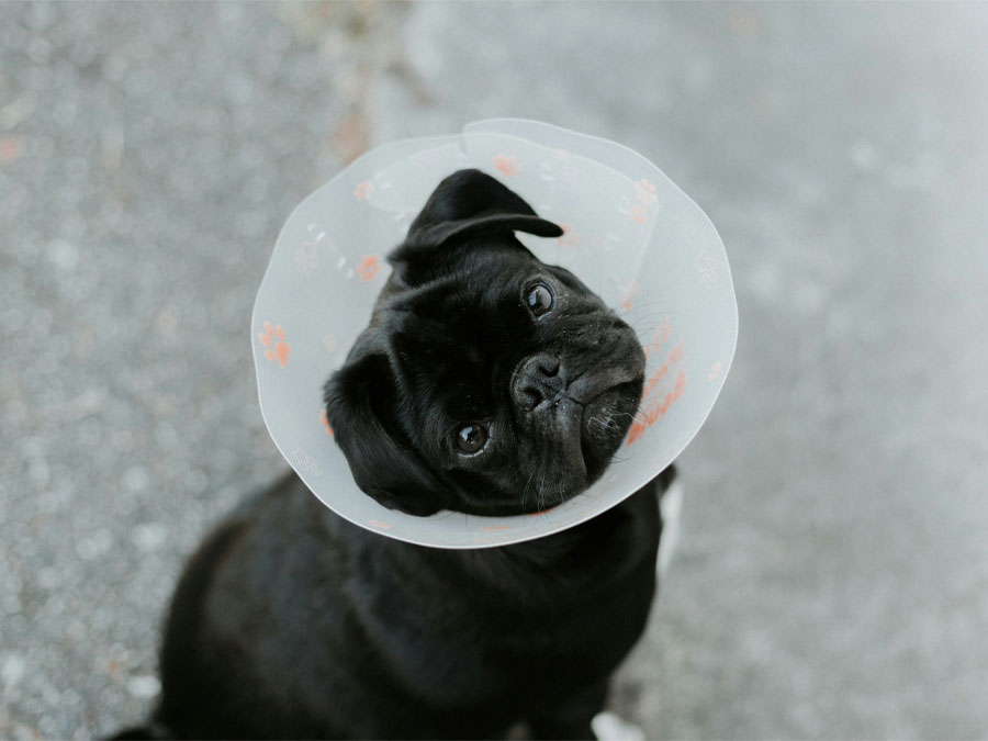 black-pug-with-cone Dog with cone looking up.