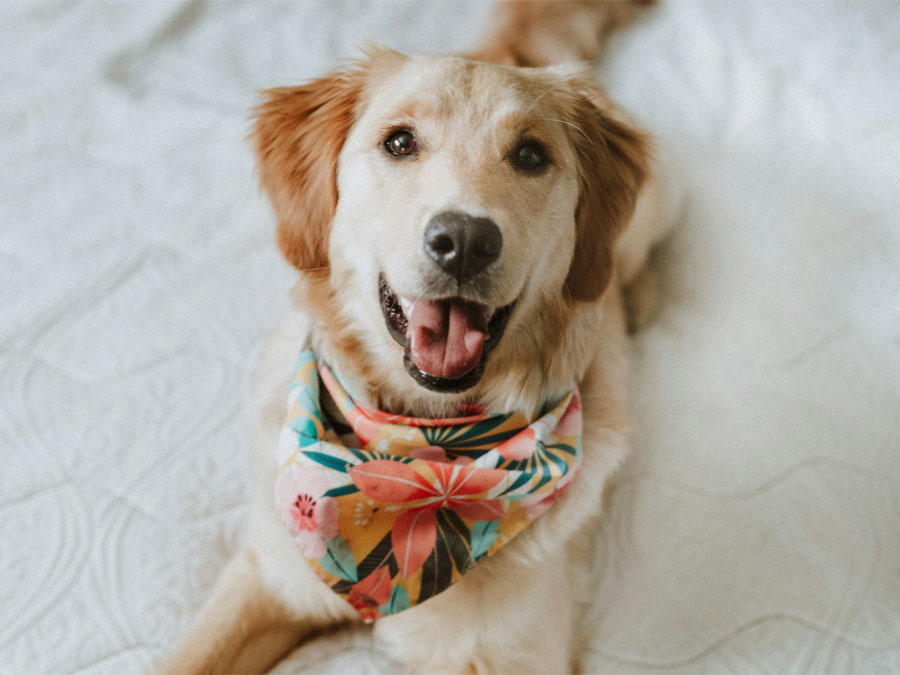 Happy golden retriever with bandana.
