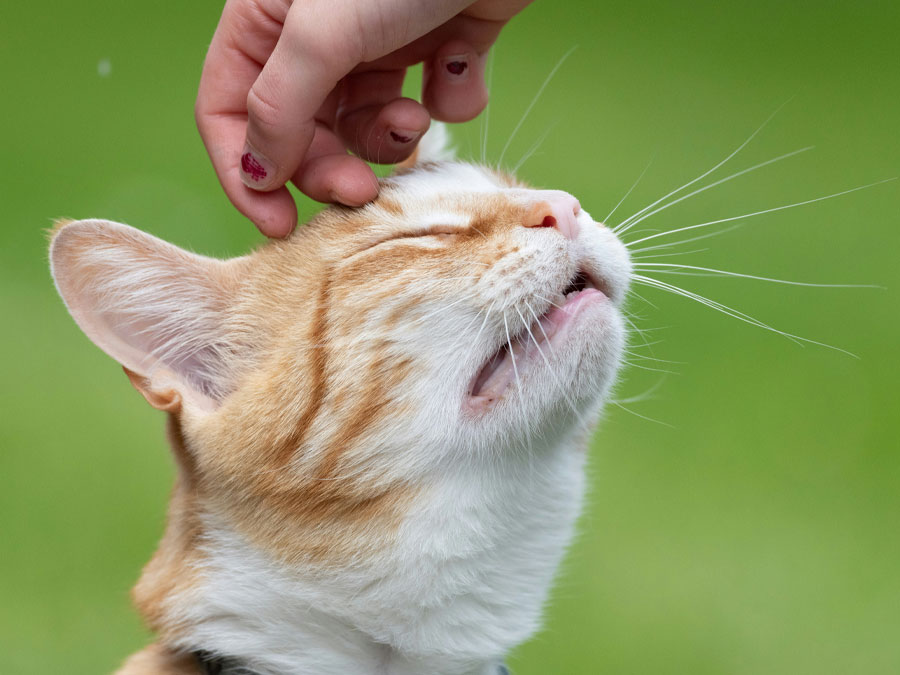 Cat enjoying head scratches from person.