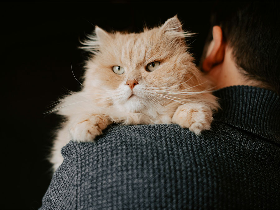 Fluffy cat on shoulder