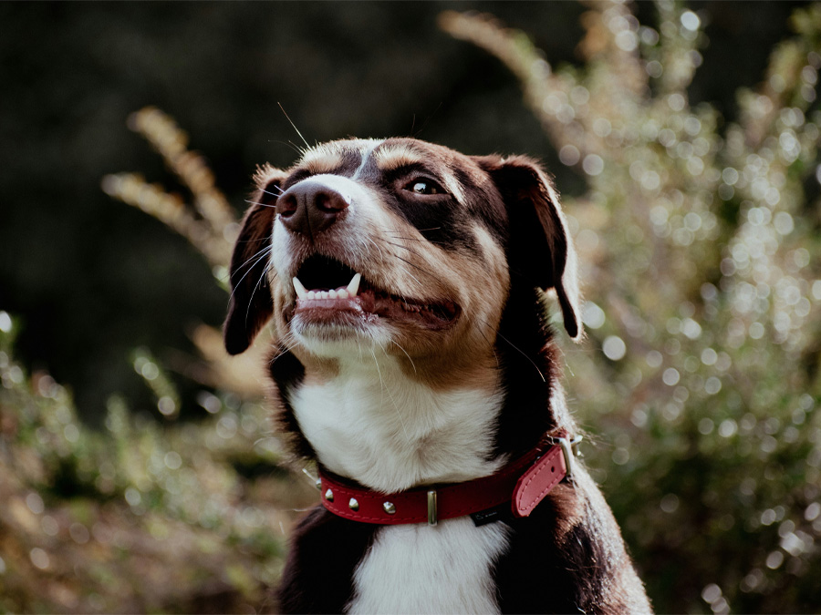 Excited dog looking upwards, outdoors.