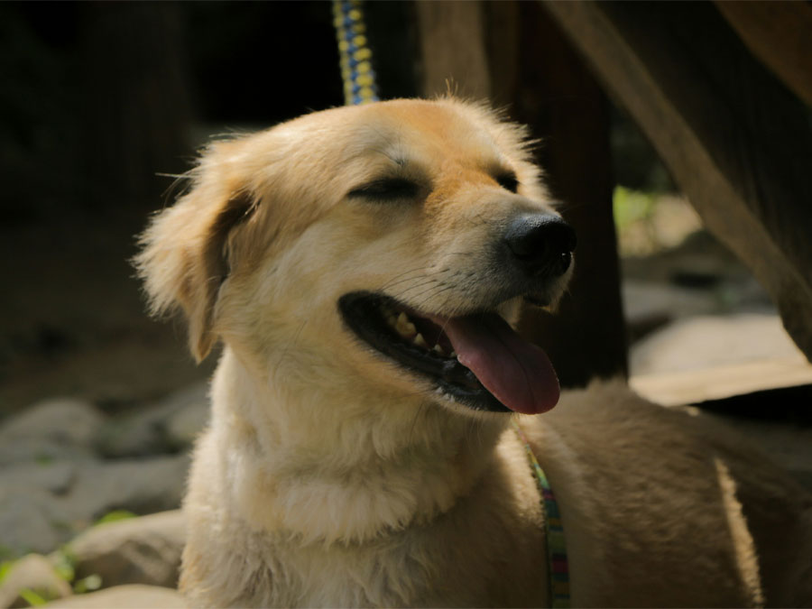 Happy dog with tongue out.
