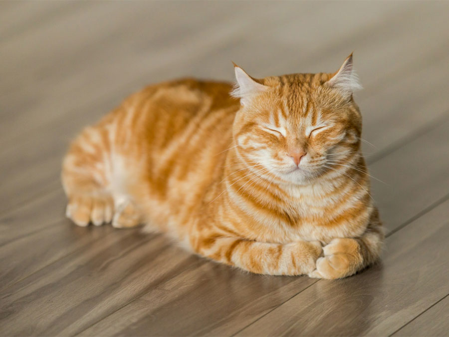 Ginger tabby cat sleeping peacefully.