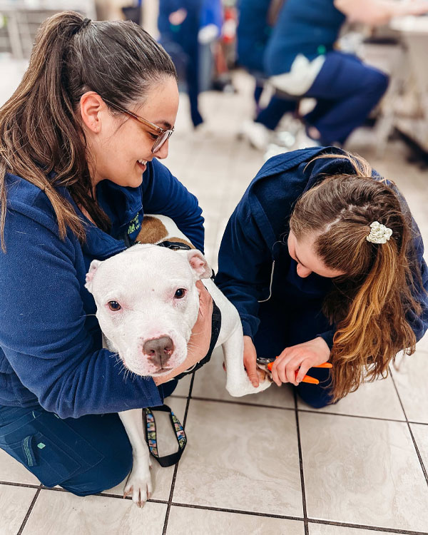 Veterinarians tending to a dog