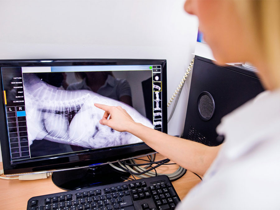 Veterinarian examining animal x-ray scan.