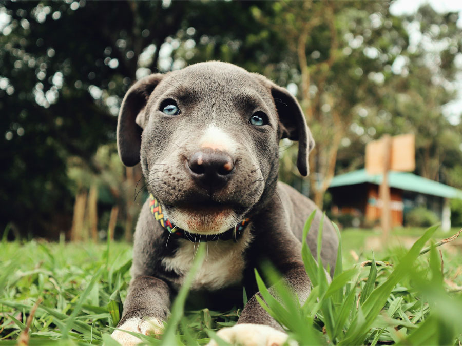 Cute puppy stares at camera