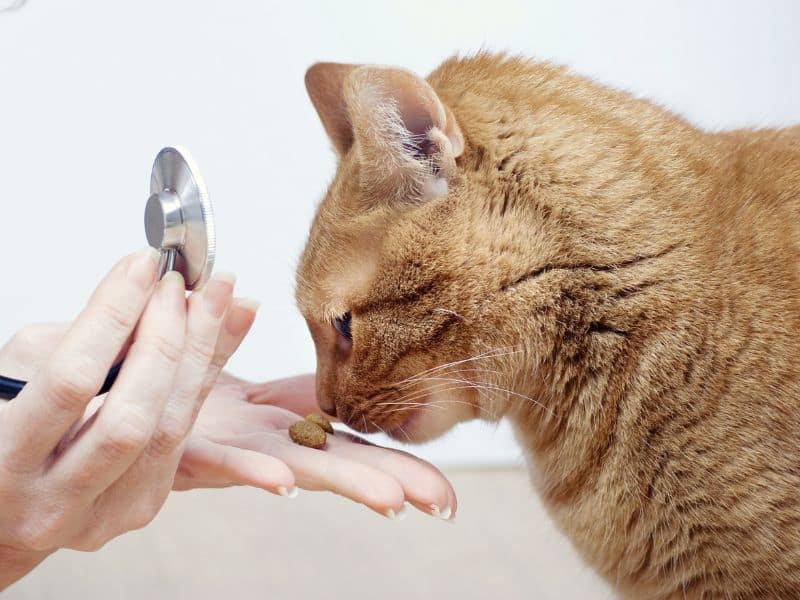 Cat sniffing a treat