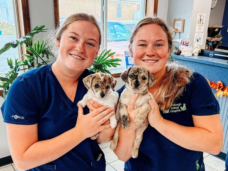 Two Veterinary Staff Holding Puppies