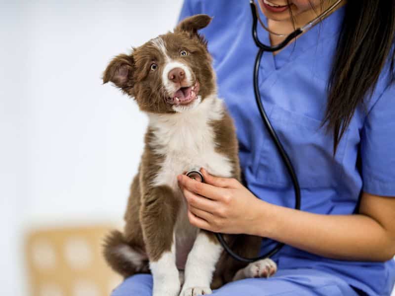 Veterinarian examining a puppy